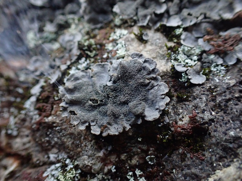 Coccocarpia Lichen photo 2