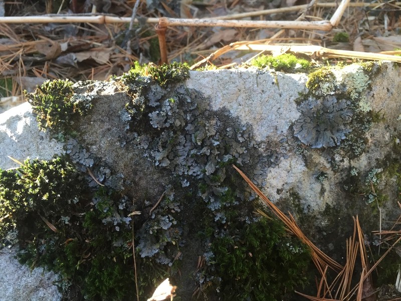 Coccocarpia Lichen photo 3