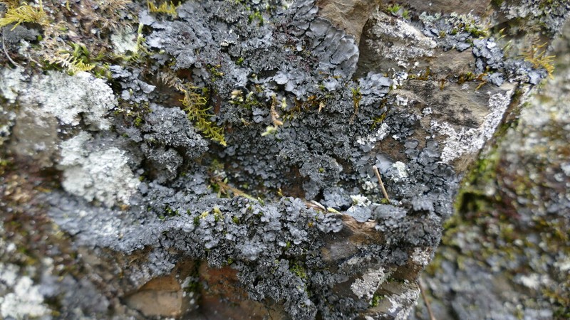 Coccocarpia Lichen photo 4