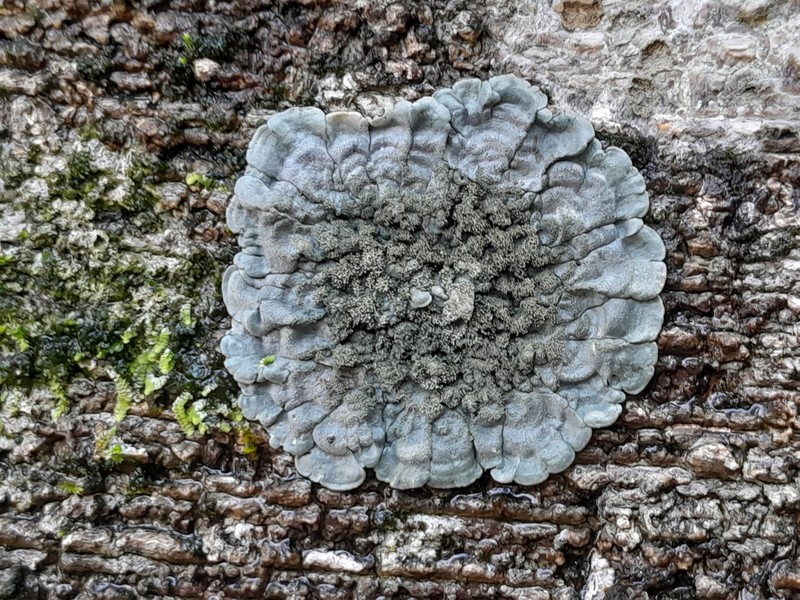Coccocarpia Lichen photo 5