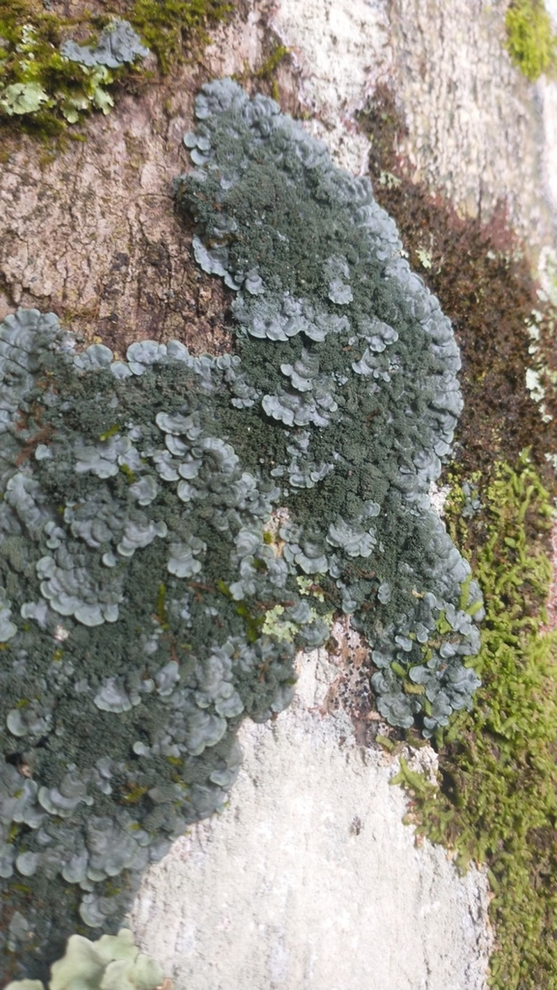 Coccocarpia Lichen photo 6