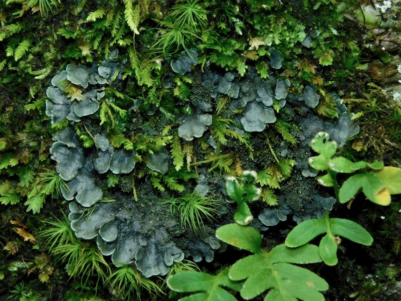 Coccocarpia Lichen photo 7