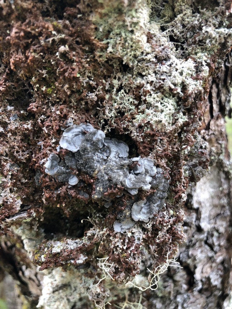 Coccocarpia Lichen photo 8