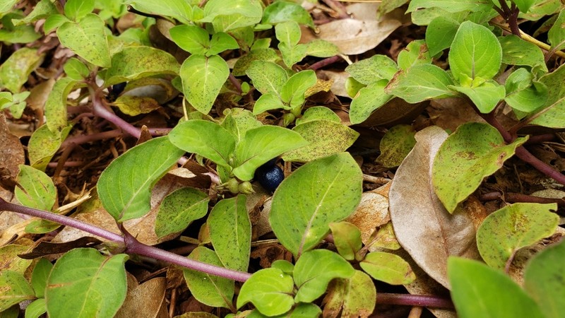 Yerba De Guava