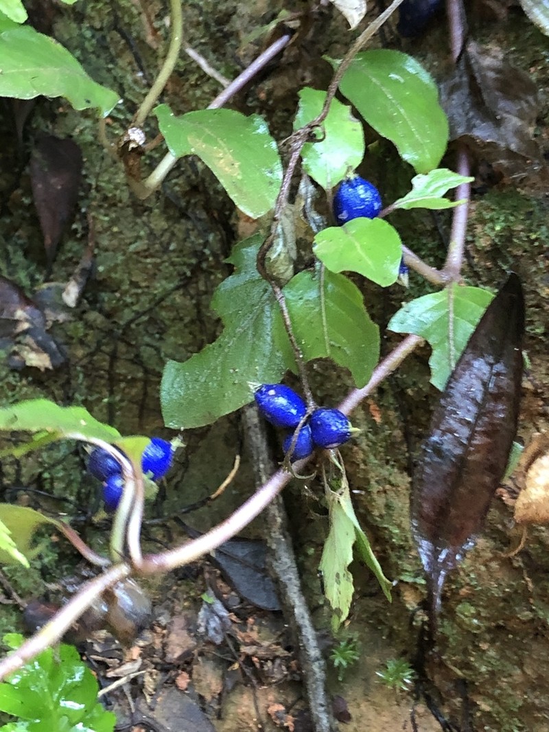 Yerba De Guava photo 2