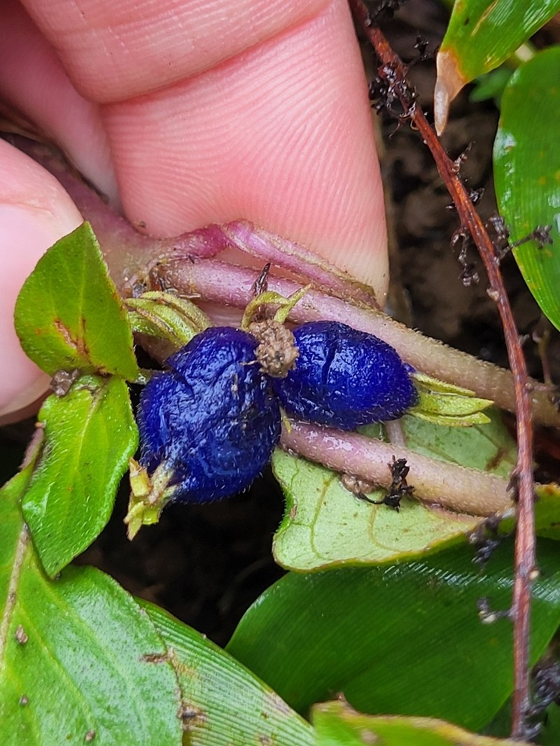 Yerba De Guava photo 3