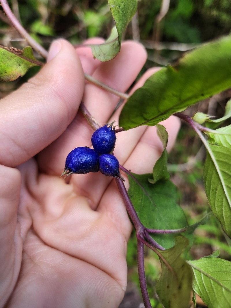 Yerba De Guava photo 4