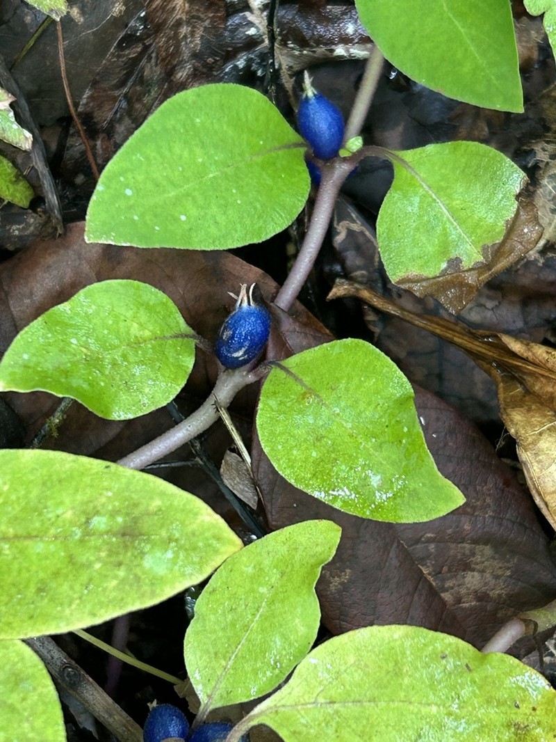 Yerba De Guava photo 5