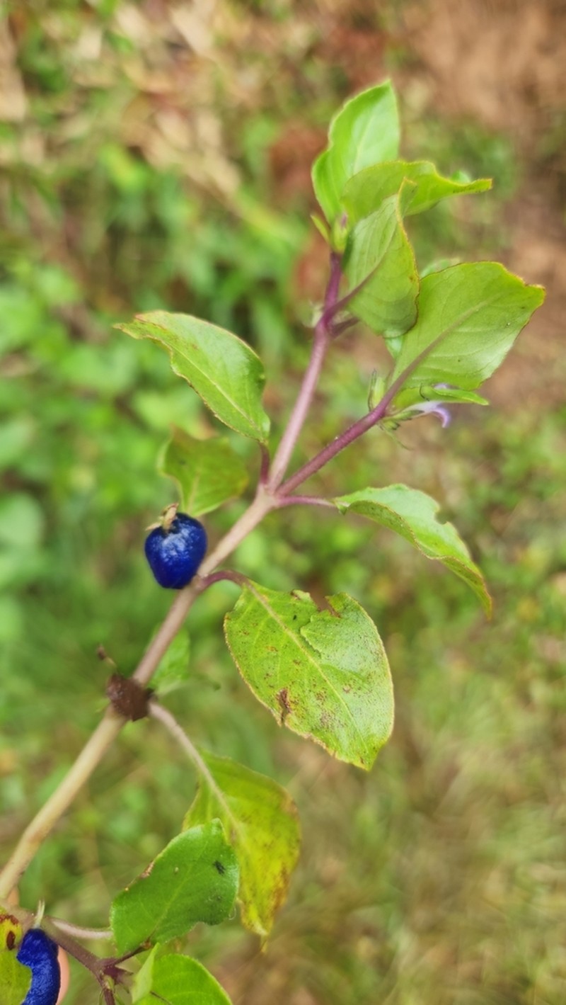 Yerba De Guava photo 6