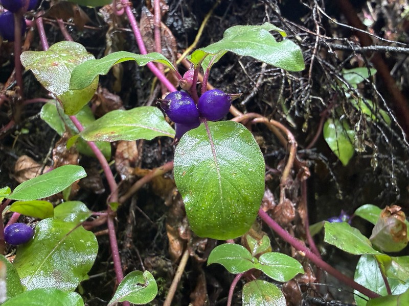 Yerba De Guava photo 7
