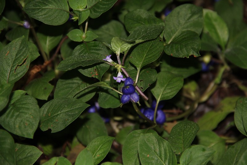 Yerba De Guava photo 4
