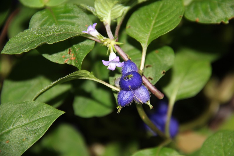 Yerba De Guava photo 5
