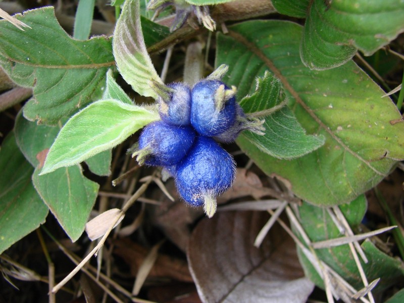 Yerba De Guava photo 6