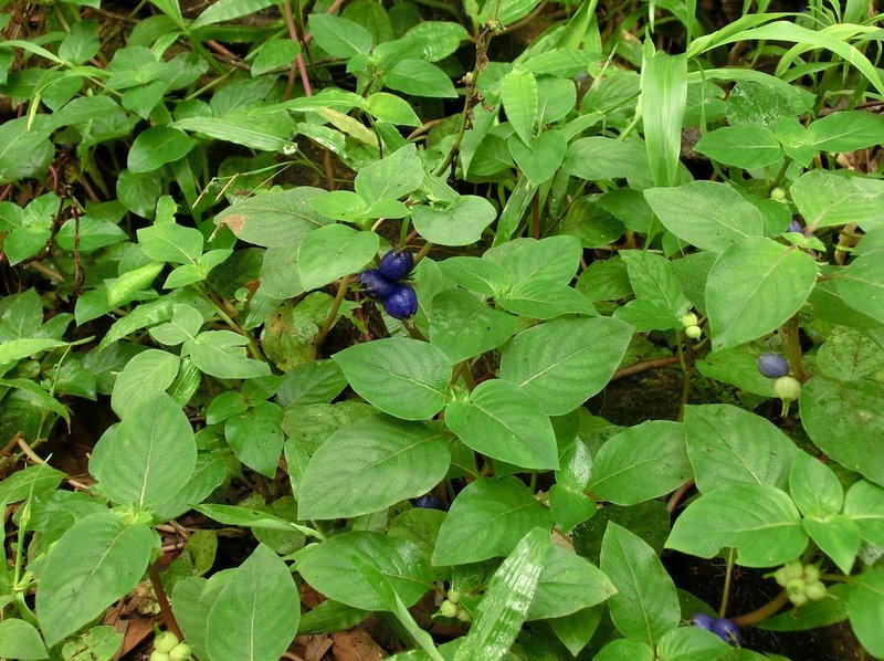 Yerba De Guava photo 8