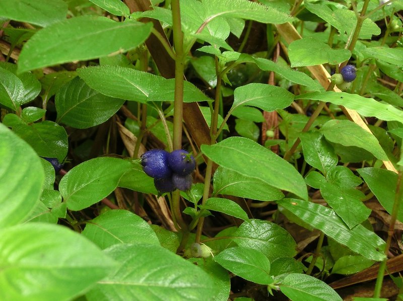 Yerba De Guava photo 9