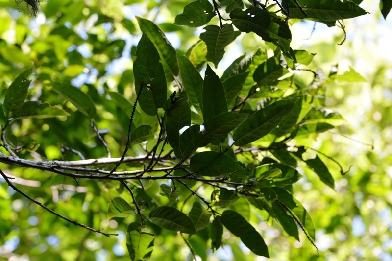 Coccoloba floresii