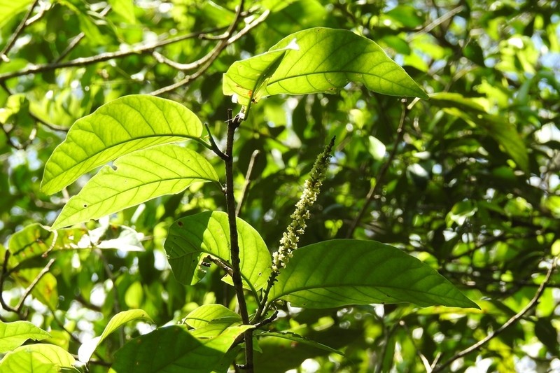 Coccoloba floresii photo 3