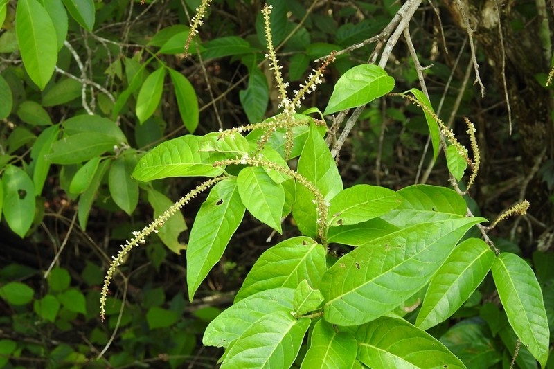 Coccoloba floresii photo 4