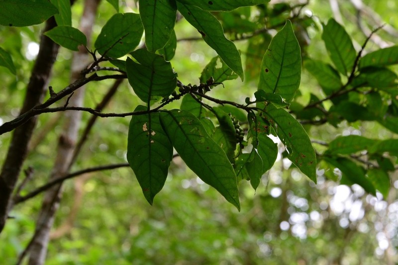 Coccoloba floresii photo 6