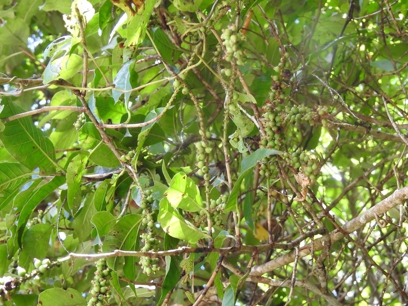 Coccoloba floresii photo 8
