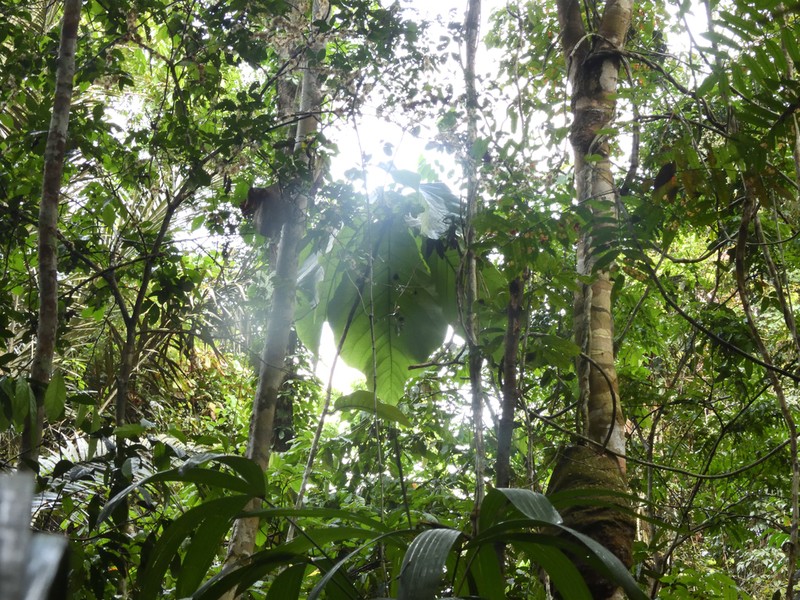 Coccoloba gigantifolia photo 2