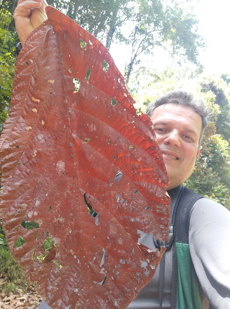 Coccoloba gigantifolia photo 3