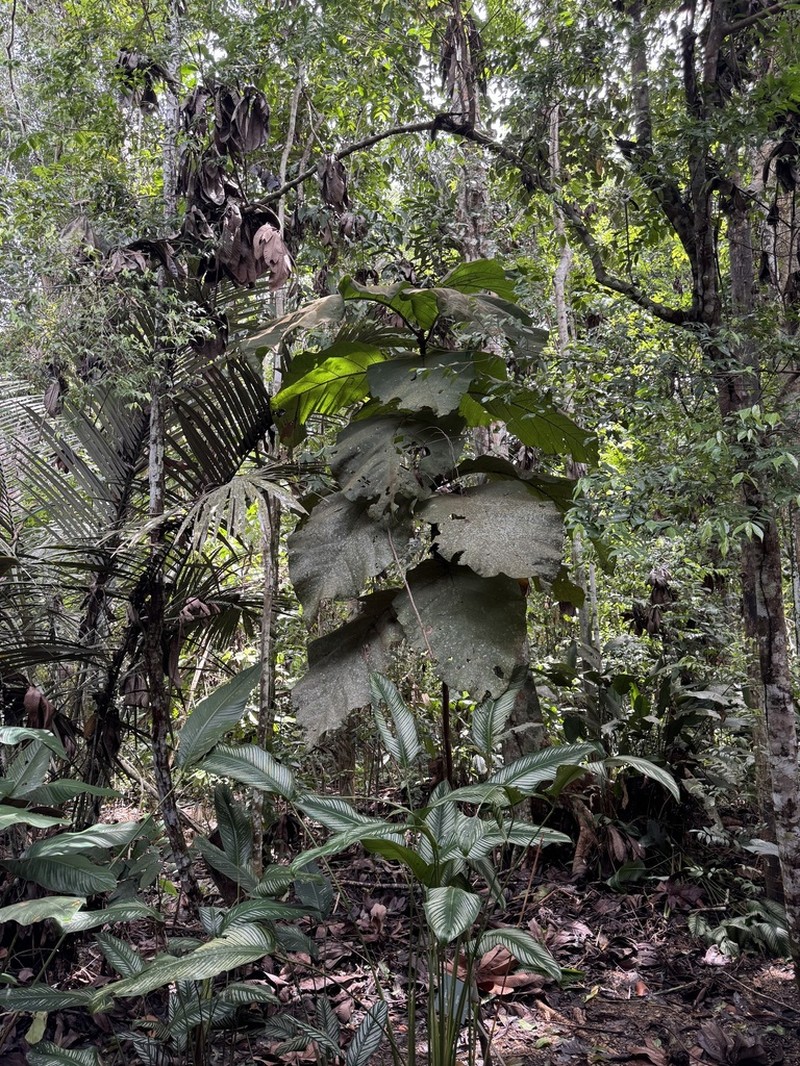 Coccoloba gigantifolia photo 4