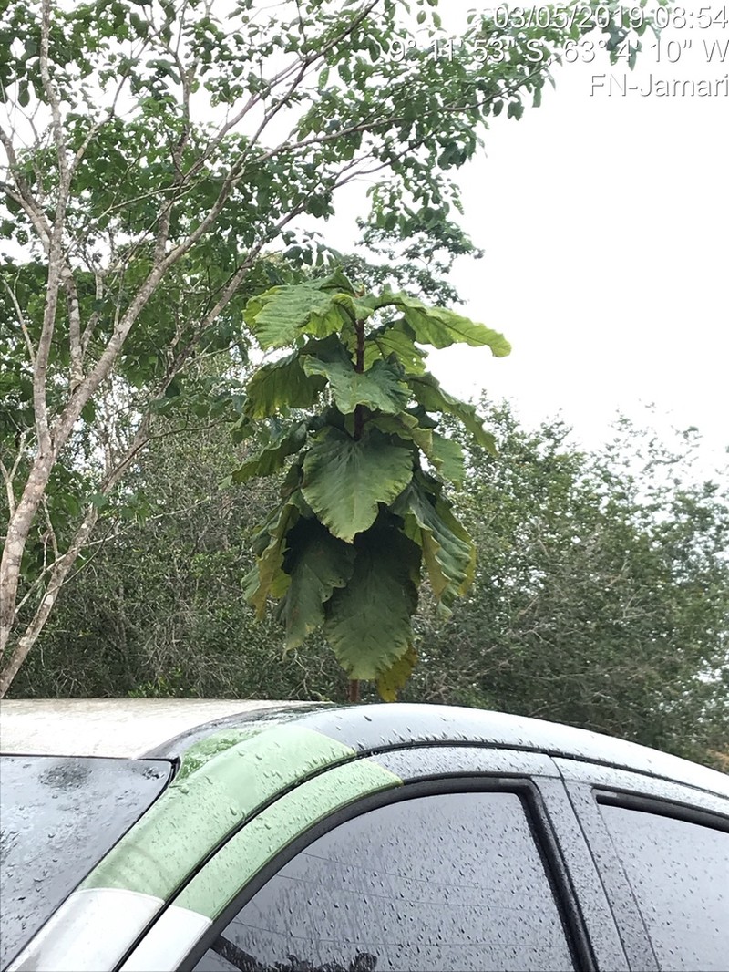 Coccoloba gigantifolia photo 5