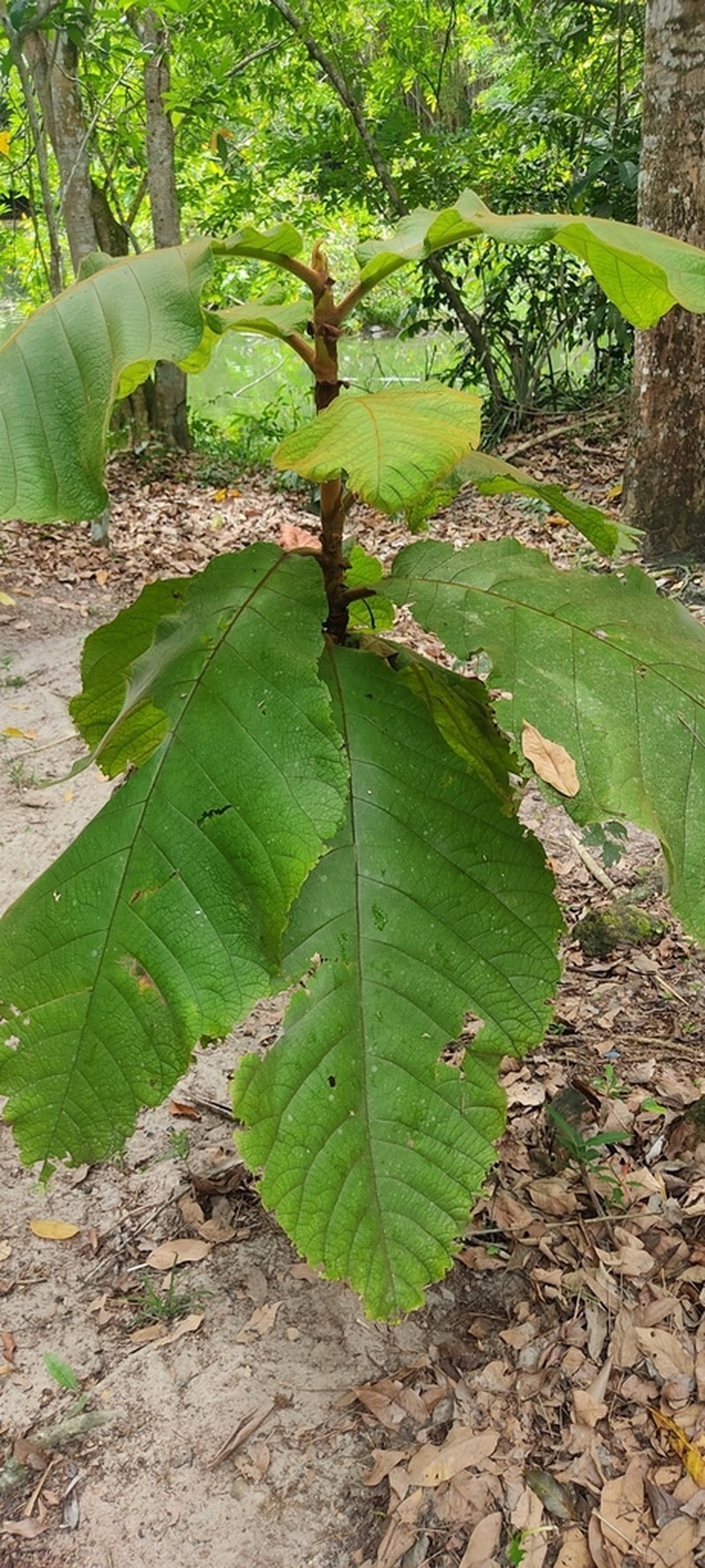 Coccoloba gigantifolia photo 6