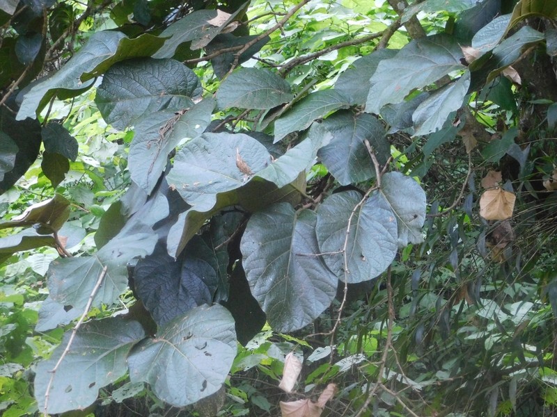 Coccoloba ibarrae