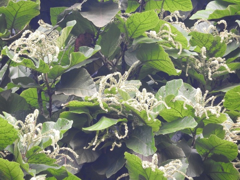 Coccoloba ibarrae photo 2
