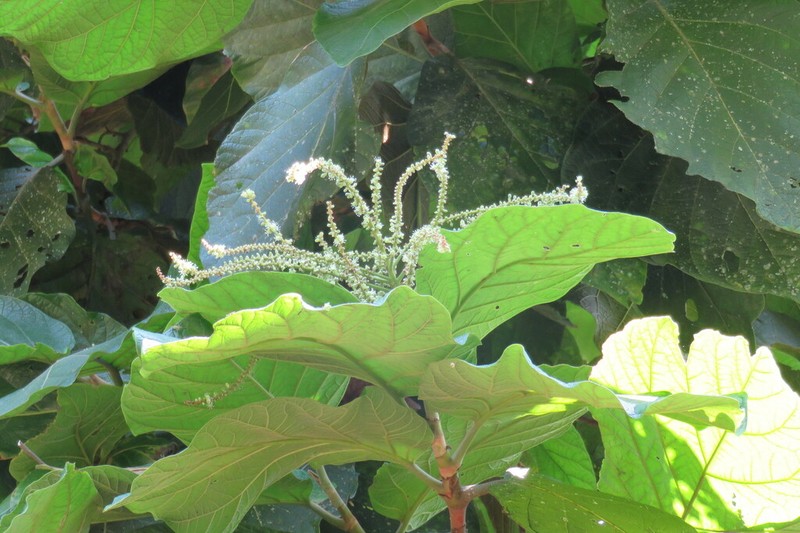 Coccoloba ibarrae photo 3