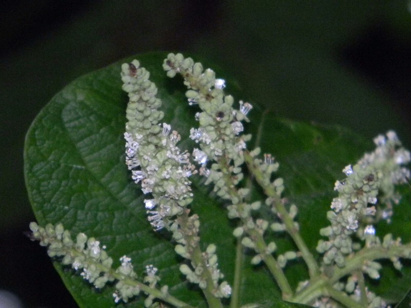 Coccoloba ibarrae photo 7