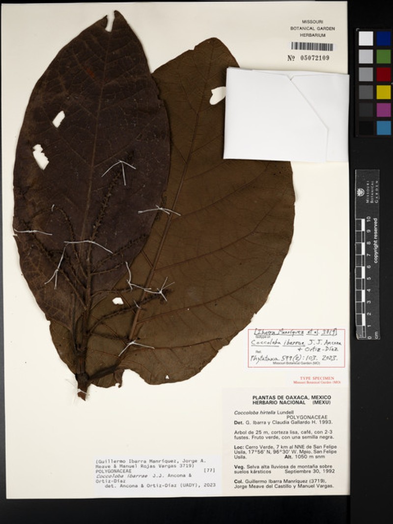 Coccoloba ibarrae photo 8