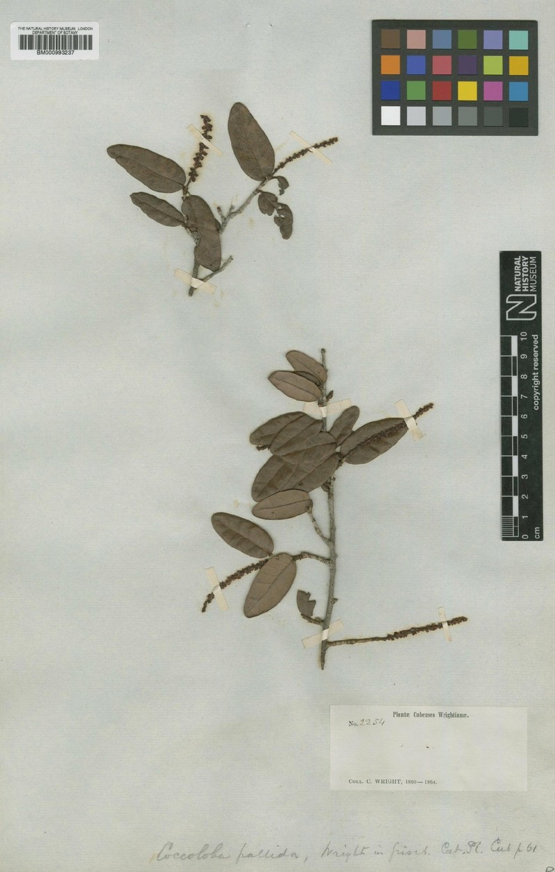 Pale Seagrape photo 2