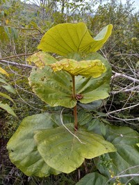 Grandleaf Seagrape