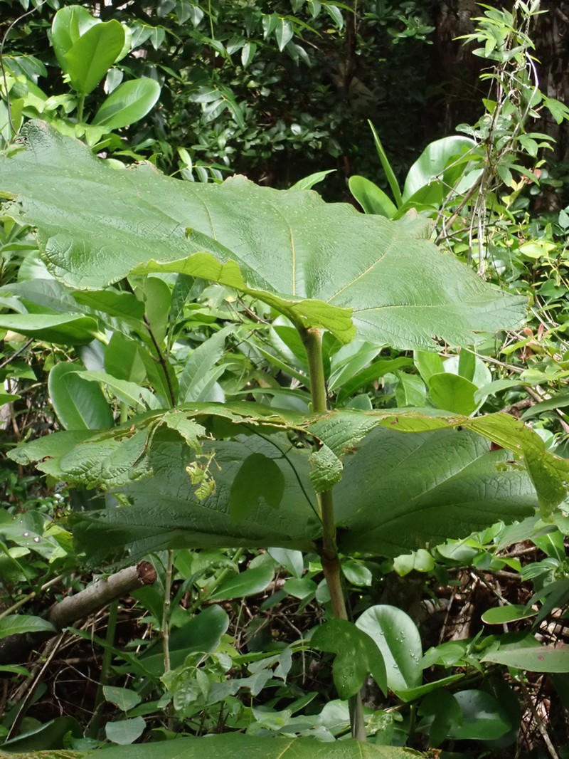 Grandleaf Seagrape photo 2