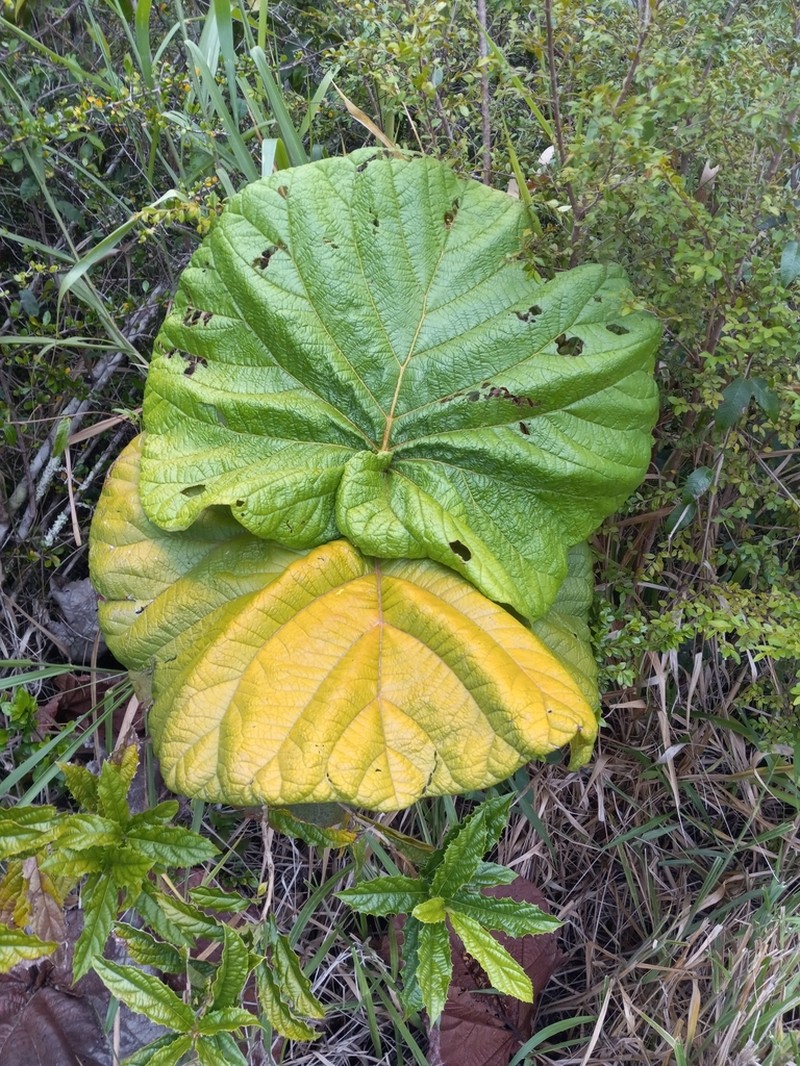 Grandleaf Seagrape photo 3