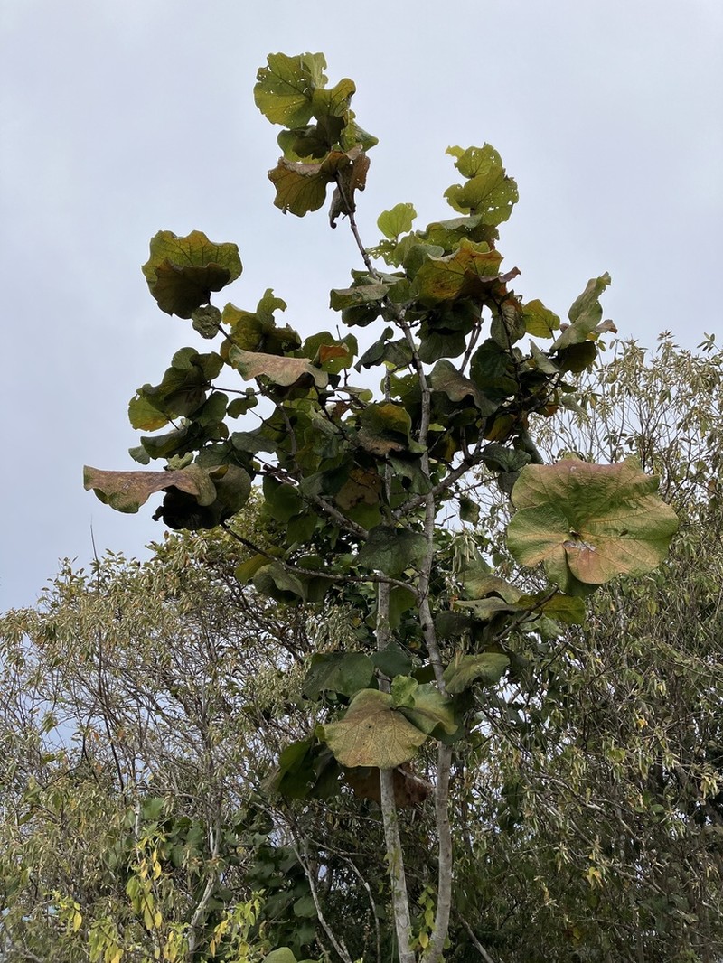 Grandleaf Seagrape photo 4