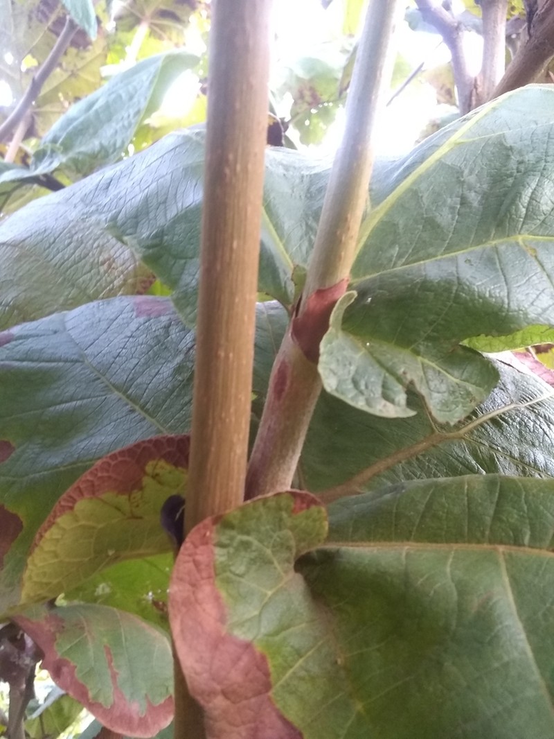 Grandleaf Seagrape photo 6