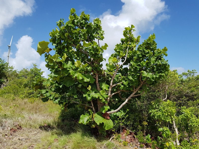 Grandleaf Seagrape photo 7