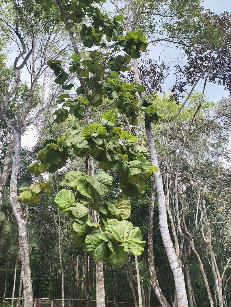 Grandleaf Seagrape photo 8