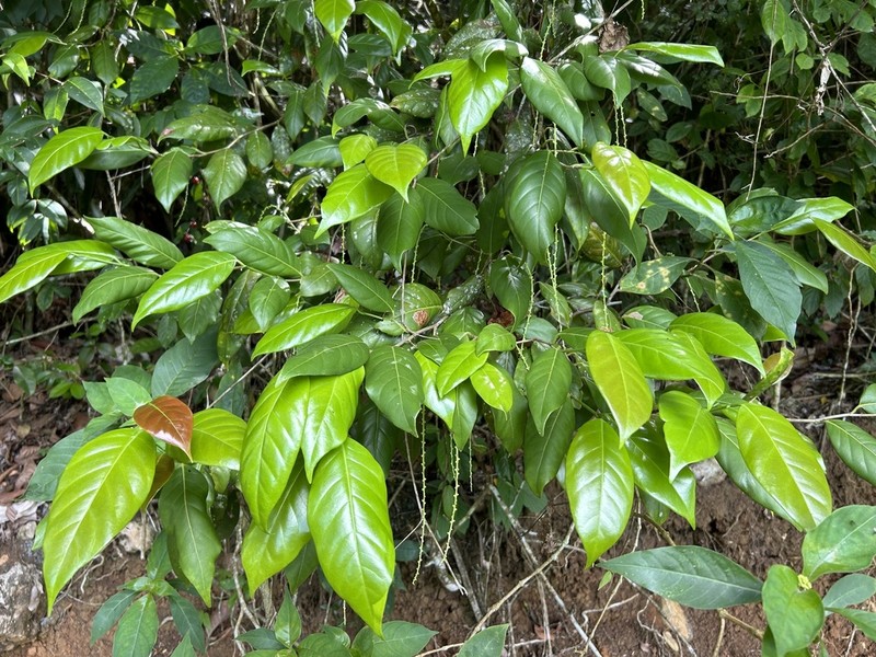 Uvera