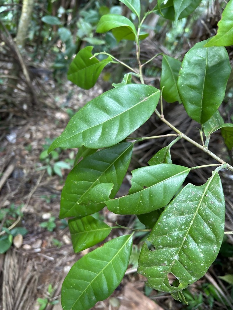 Uvera photo 4