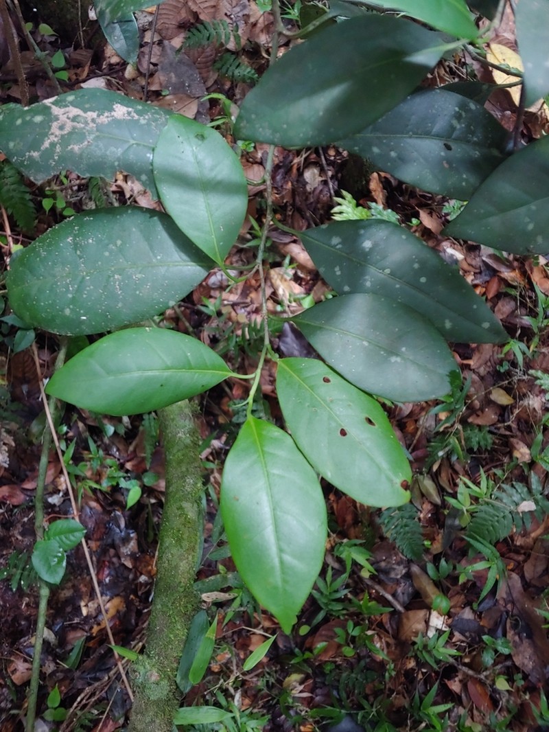 Uvera photo 5