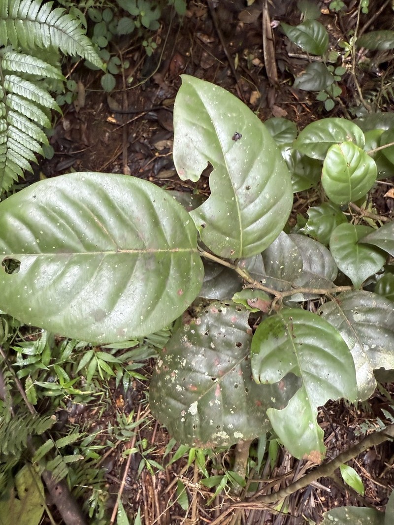 Uvera photo 6