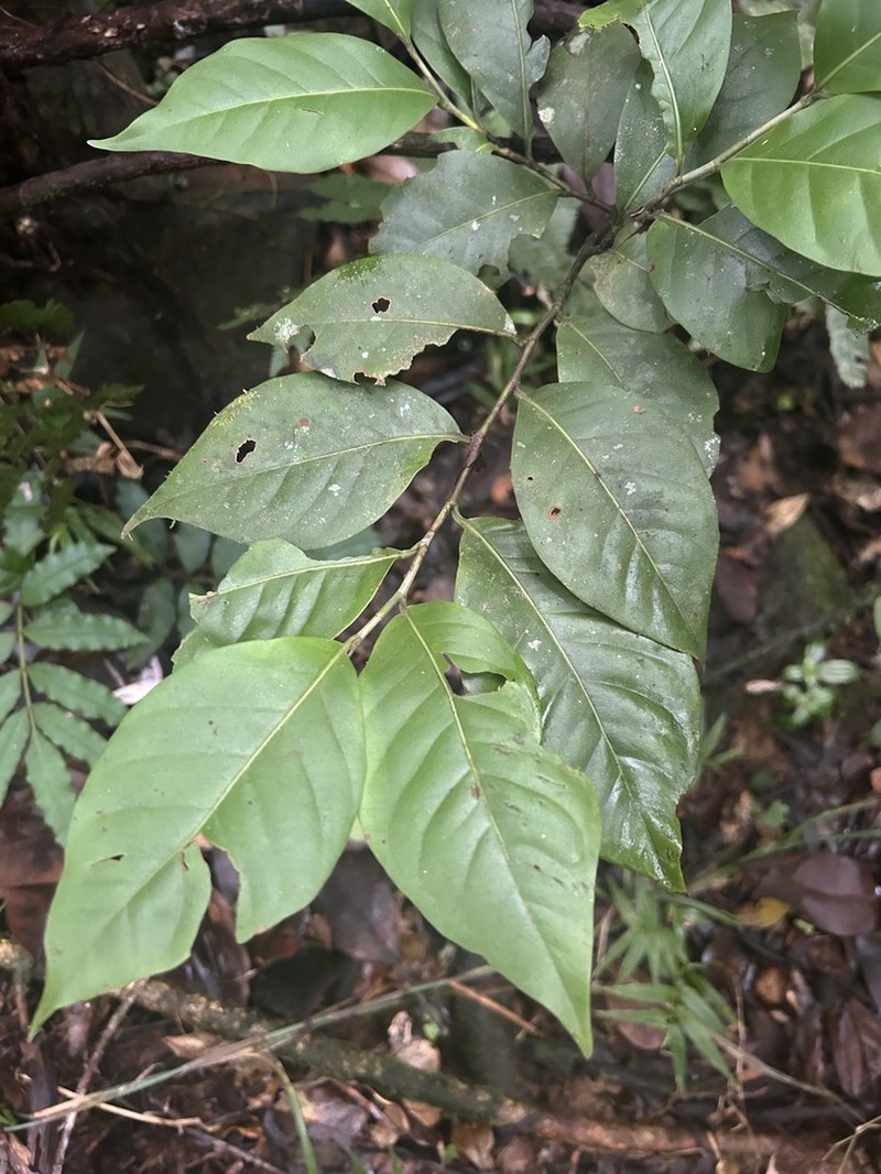 Uvera photo 8