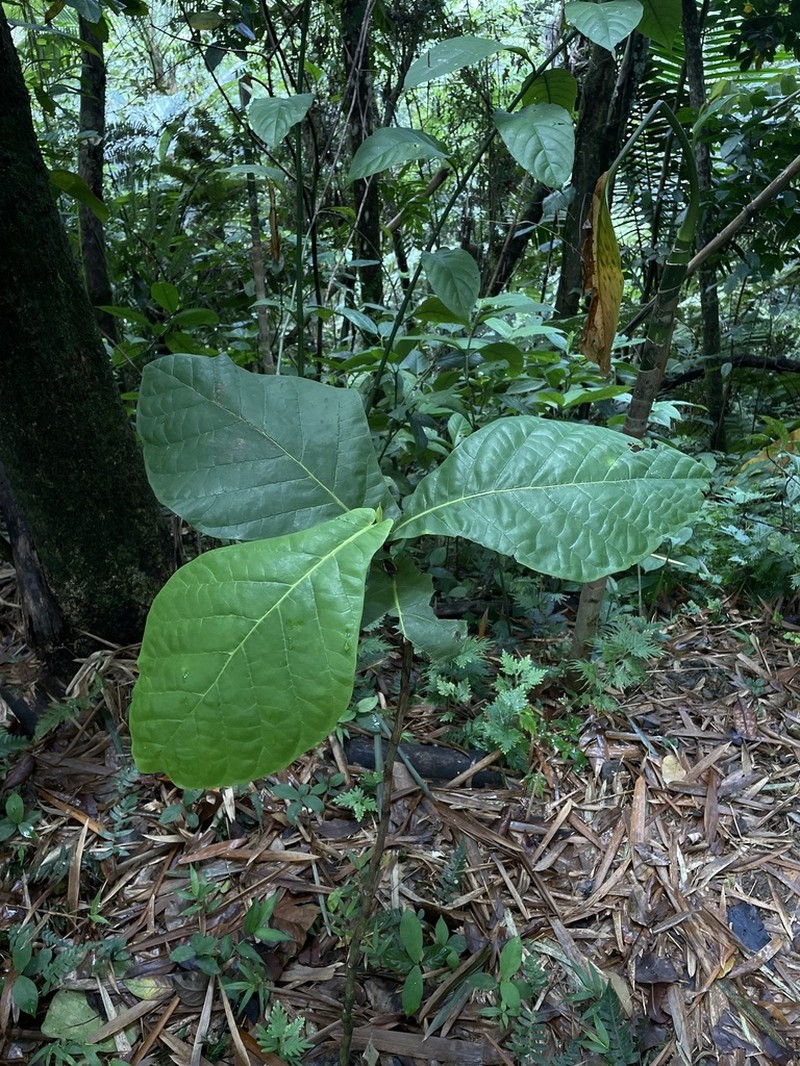 Ortegon
