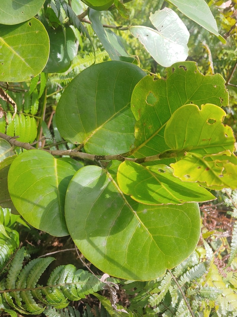 Swartz's Pigeonplum