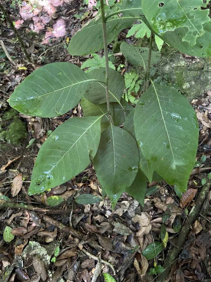 Swartz's Pigeonplum photo 2